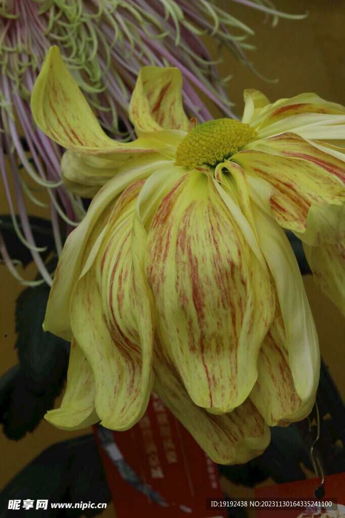 菊花 