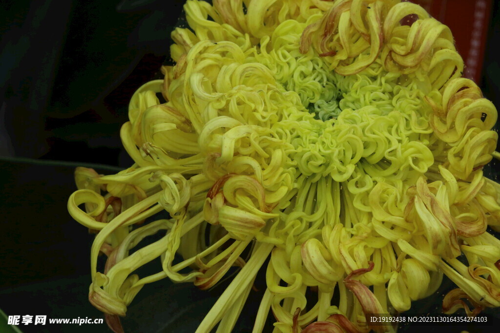菊花 