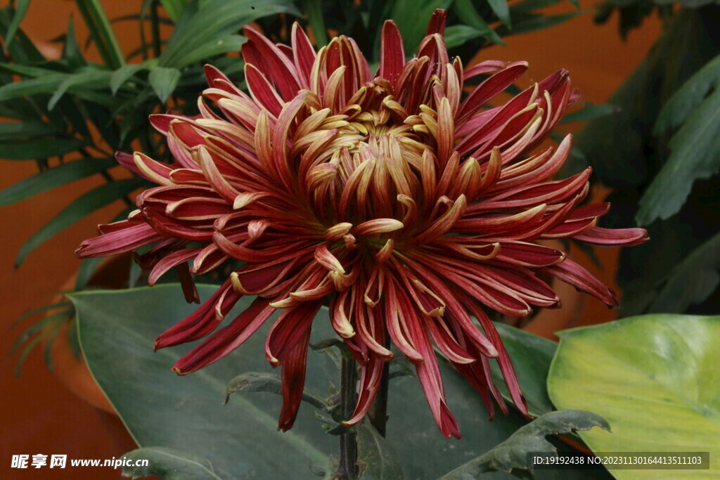 菊花
