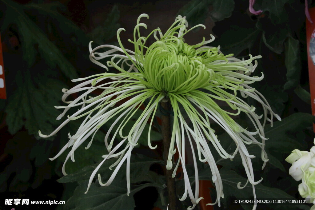 菊花