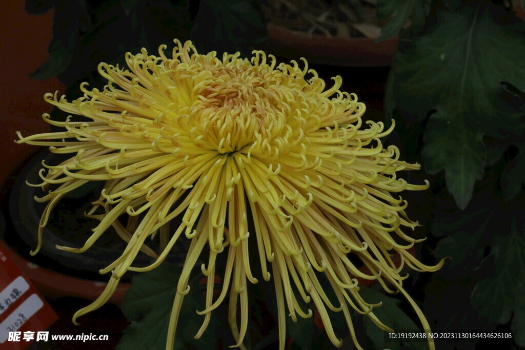 菊花