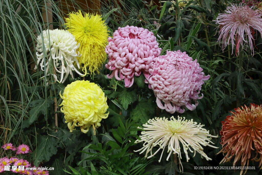 菊花 