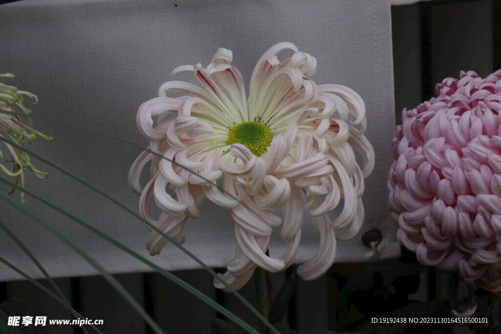 菊花 