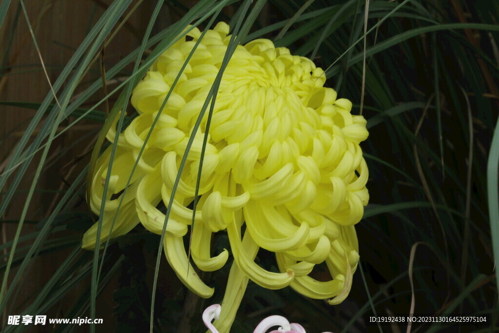 菊花
