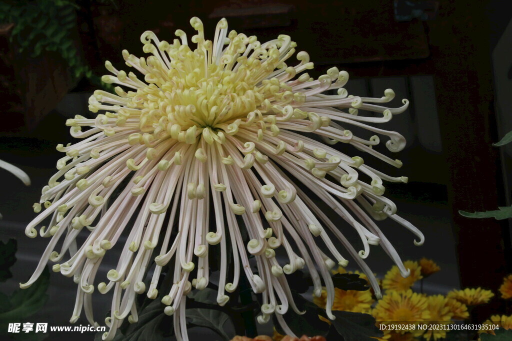 菊花