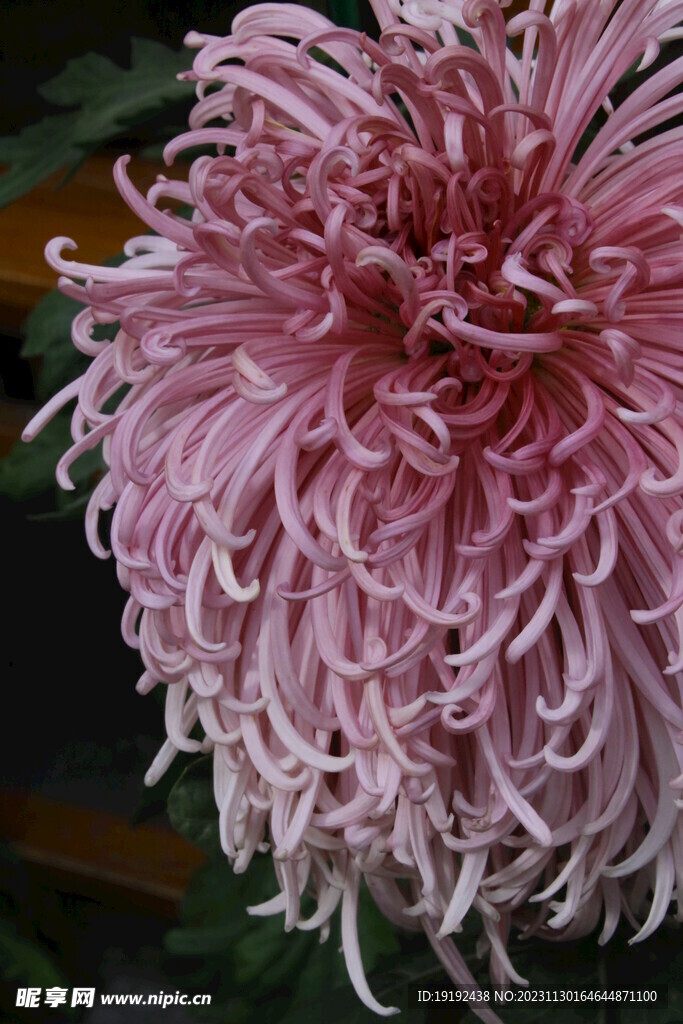 菊花 