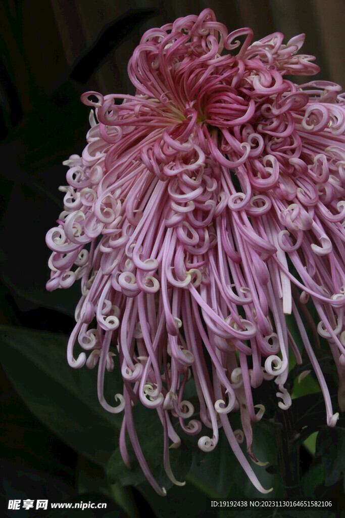 菊花