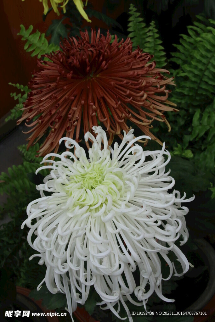 菊花