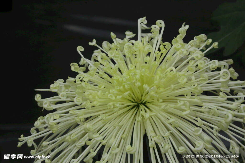菊花 