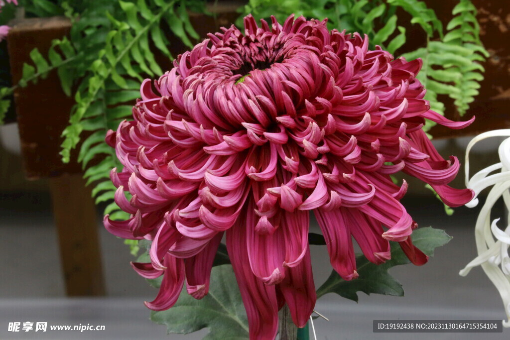 菊花