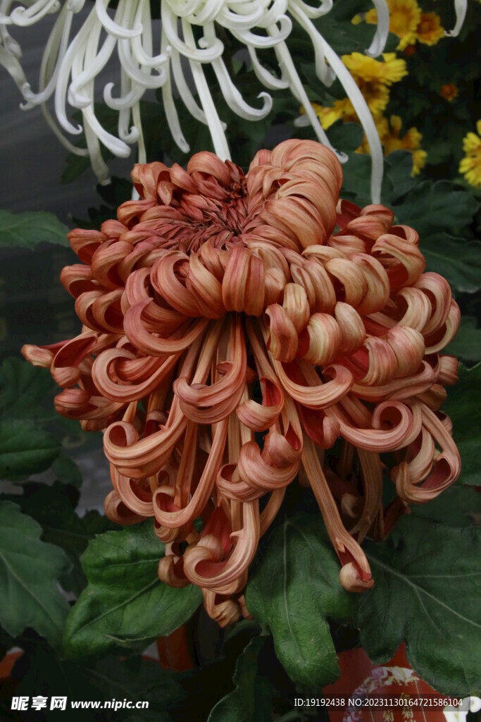 菊花