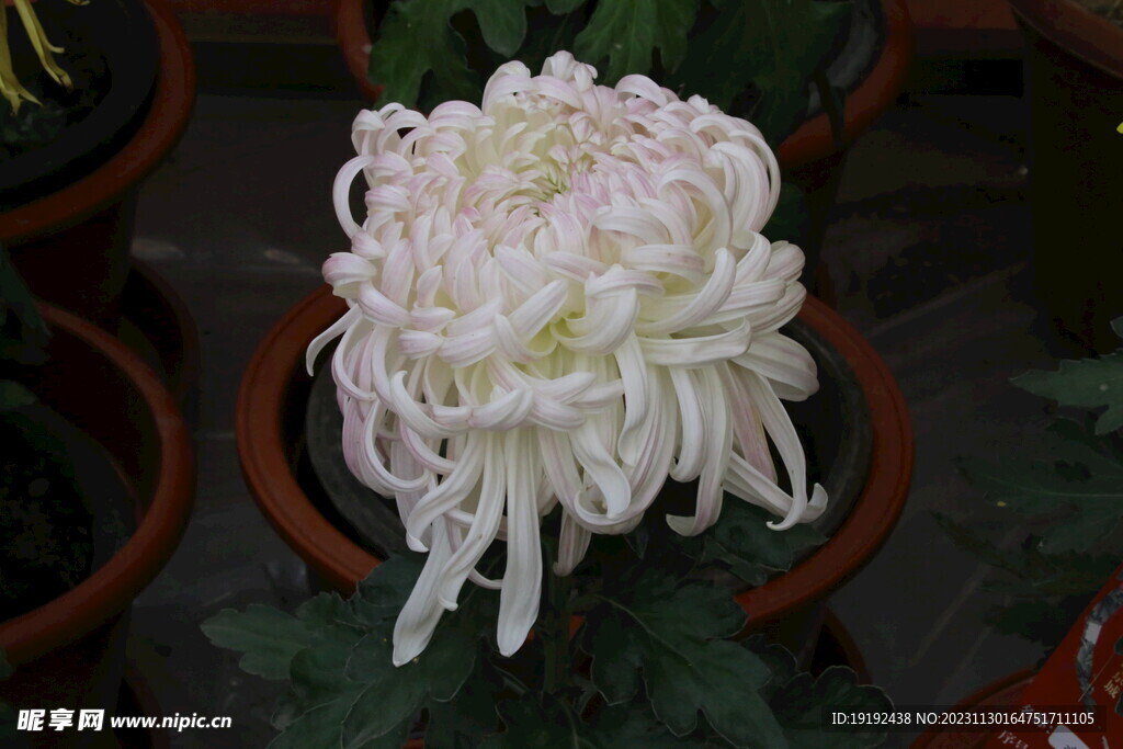 菊花
