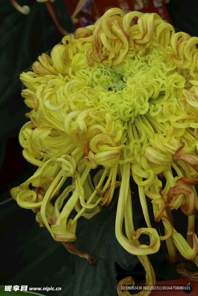 菊花 