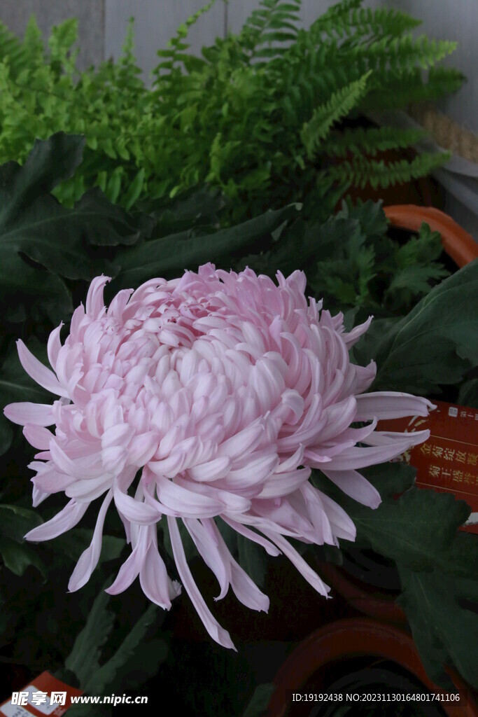 菊花 