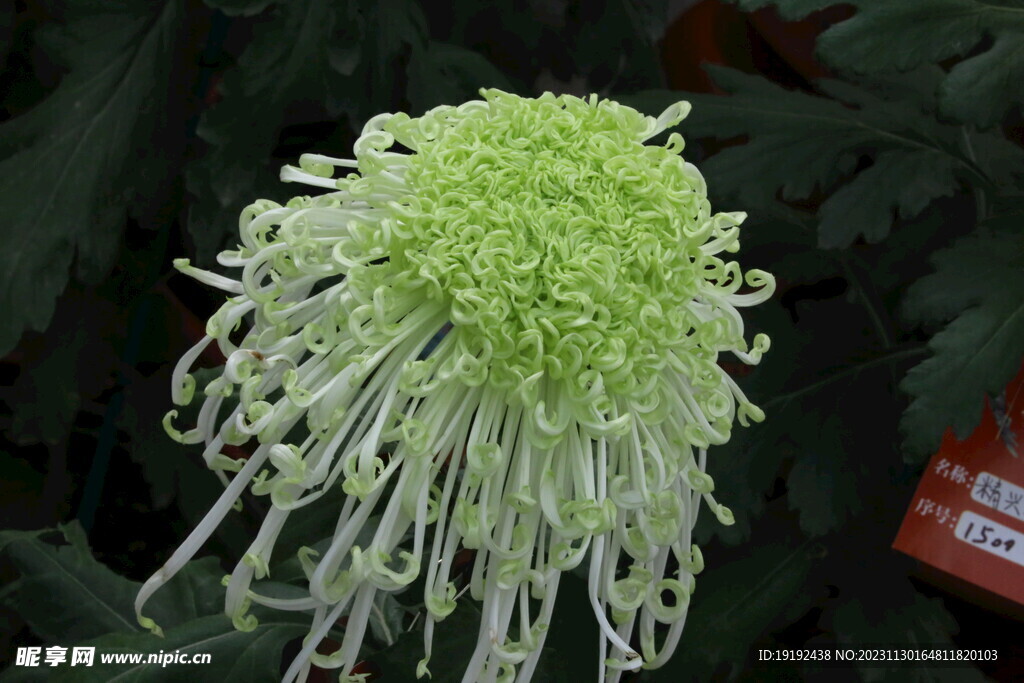 菊花 