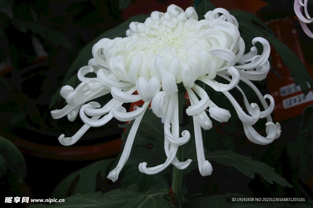 菊花 