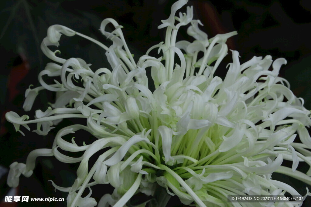 菊花