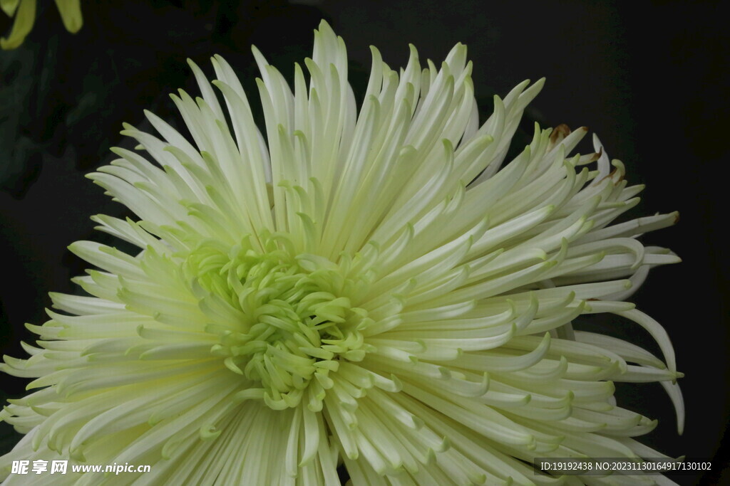 菊花 