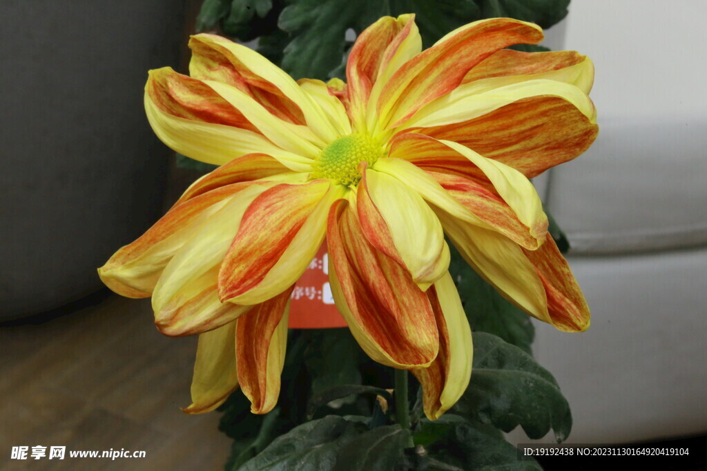 菊花 