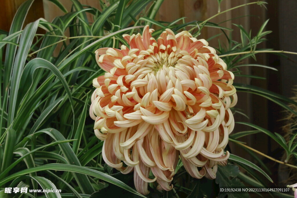 菊花 