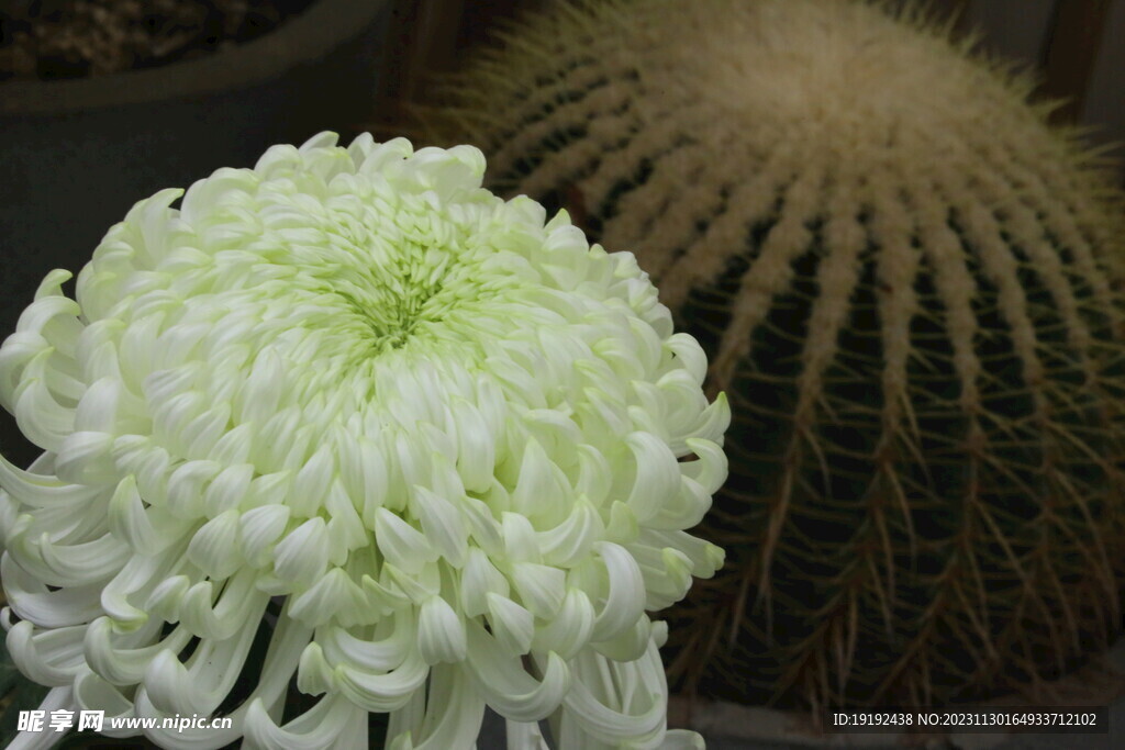 菊花