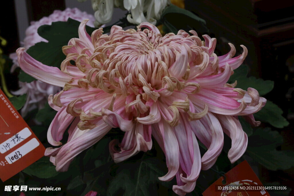 菊花