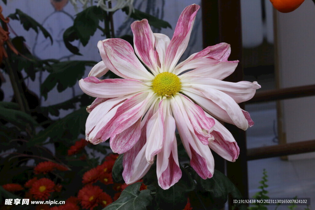 菊花 