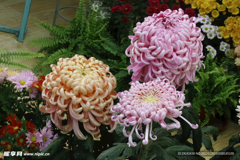 菊花 