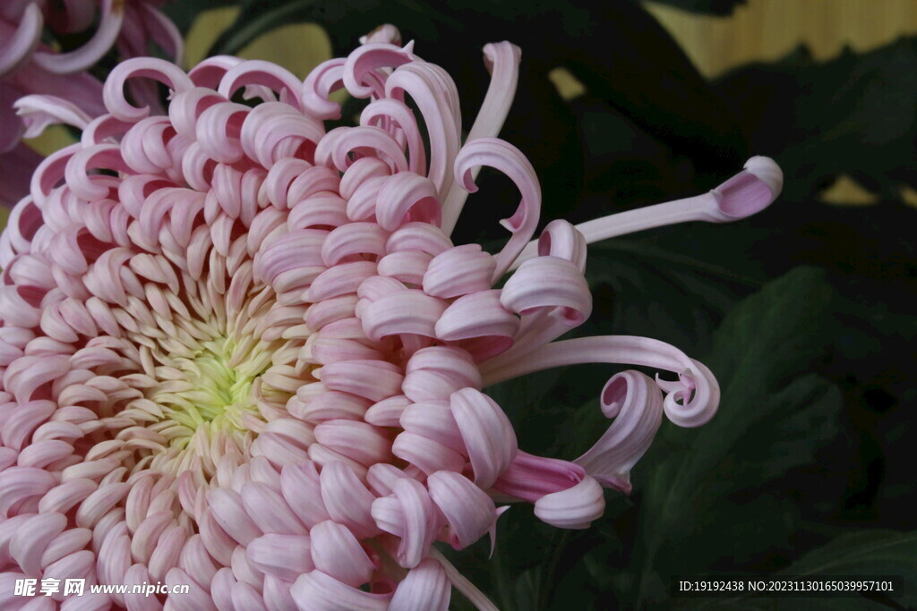 菊花 