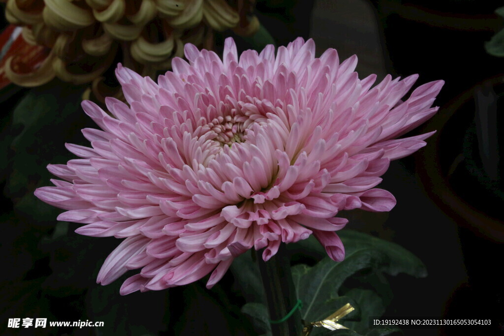 菊花