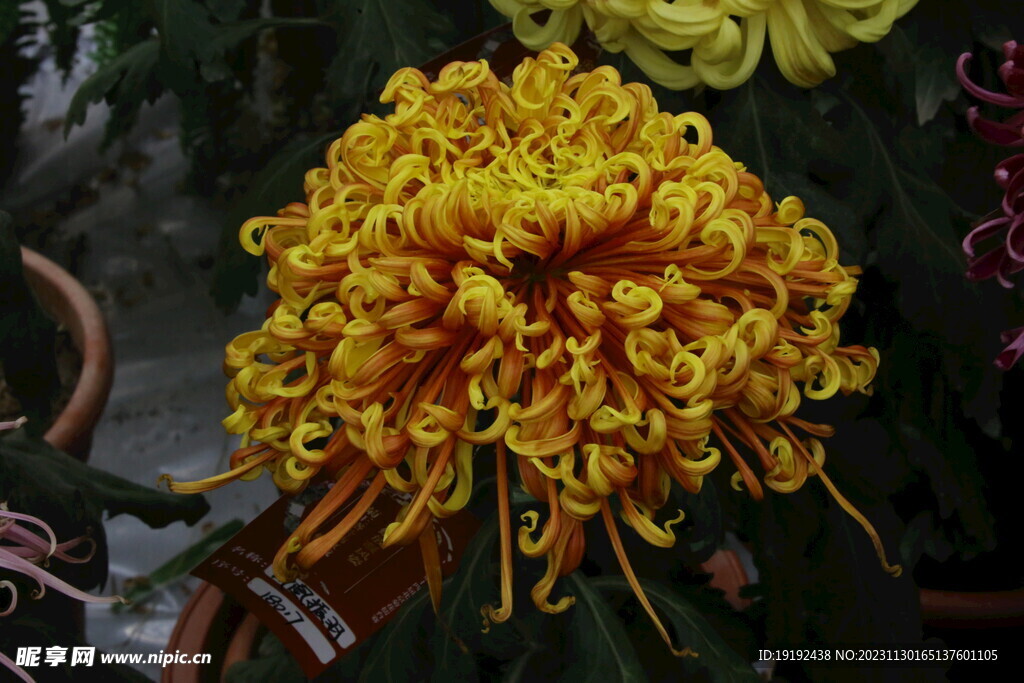 菊花 
