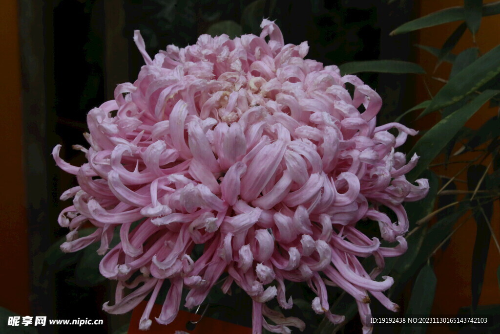 菊花 