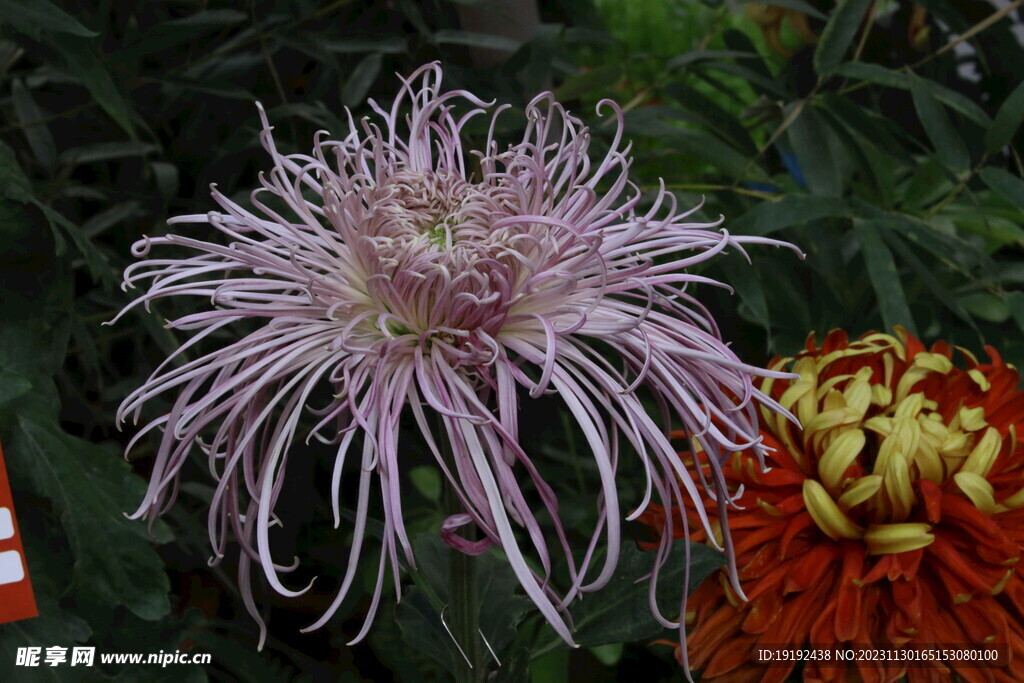 菊花 