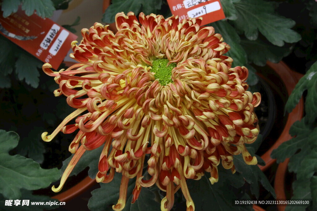 菊花