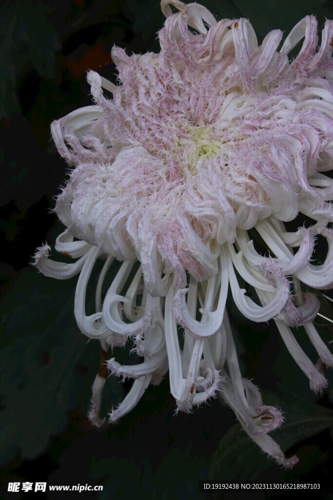 菊花
