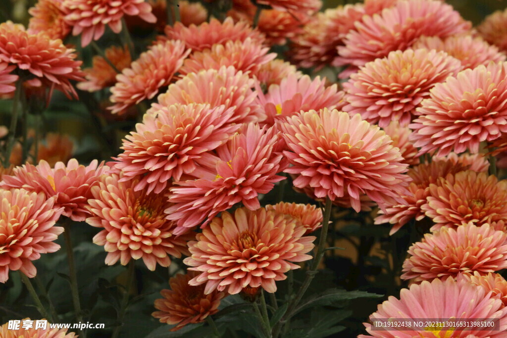 菊花 