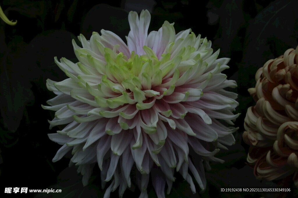 菊花 