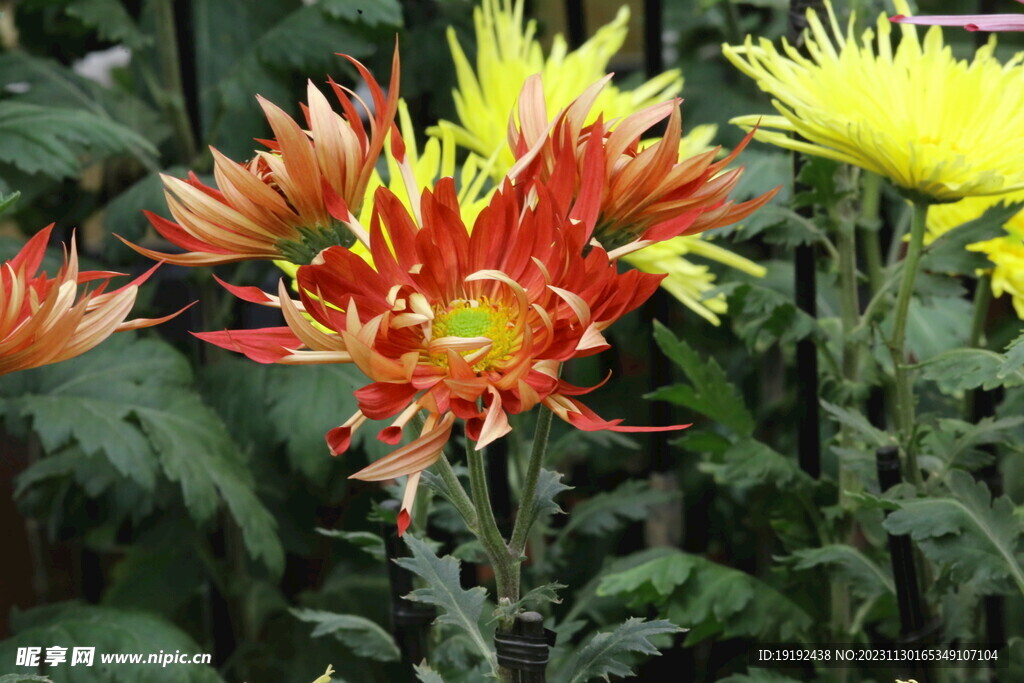 菊花 
