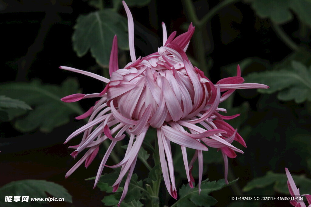 菊花