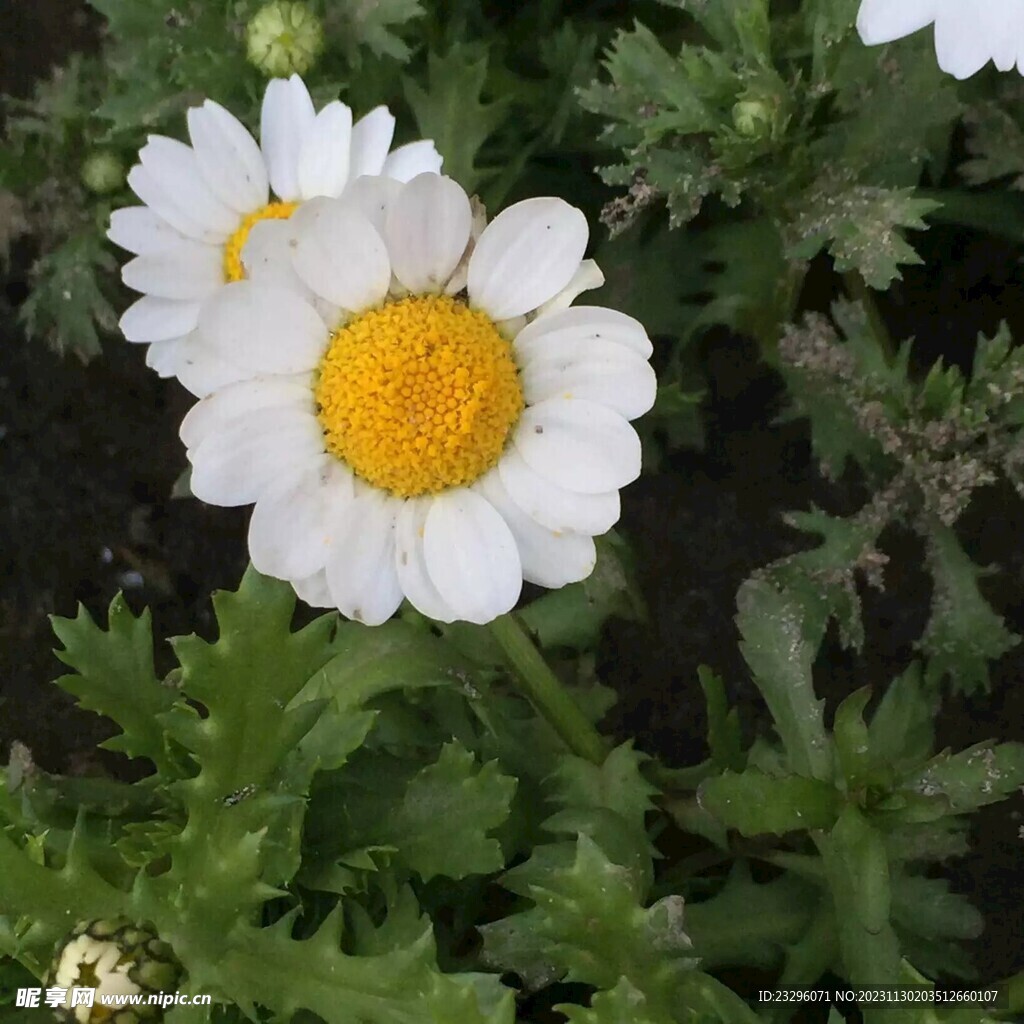 菊花