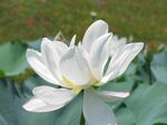 莲花 荷花