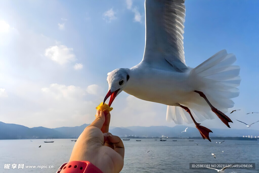 海鸥