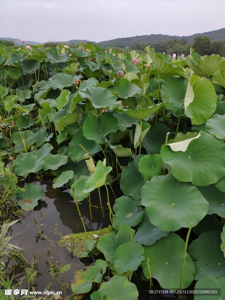 荷花池