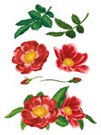 手绘花卉