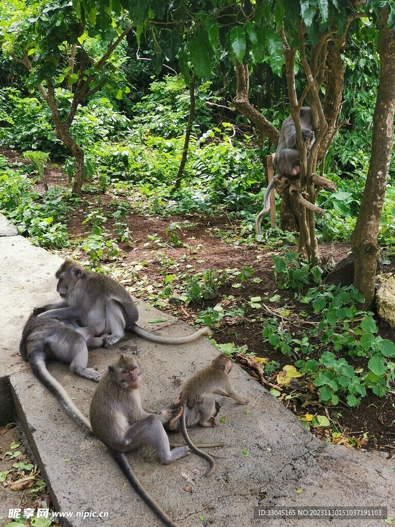 猴子