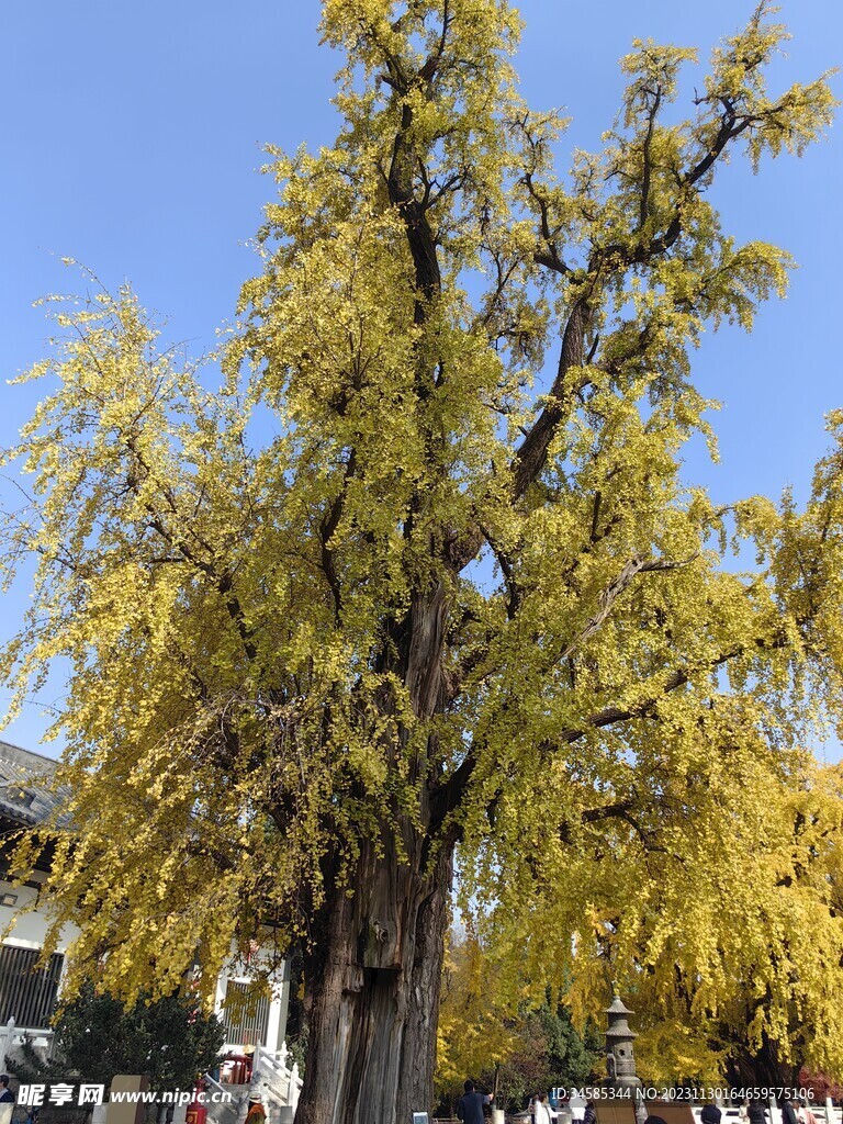 古银杏树 