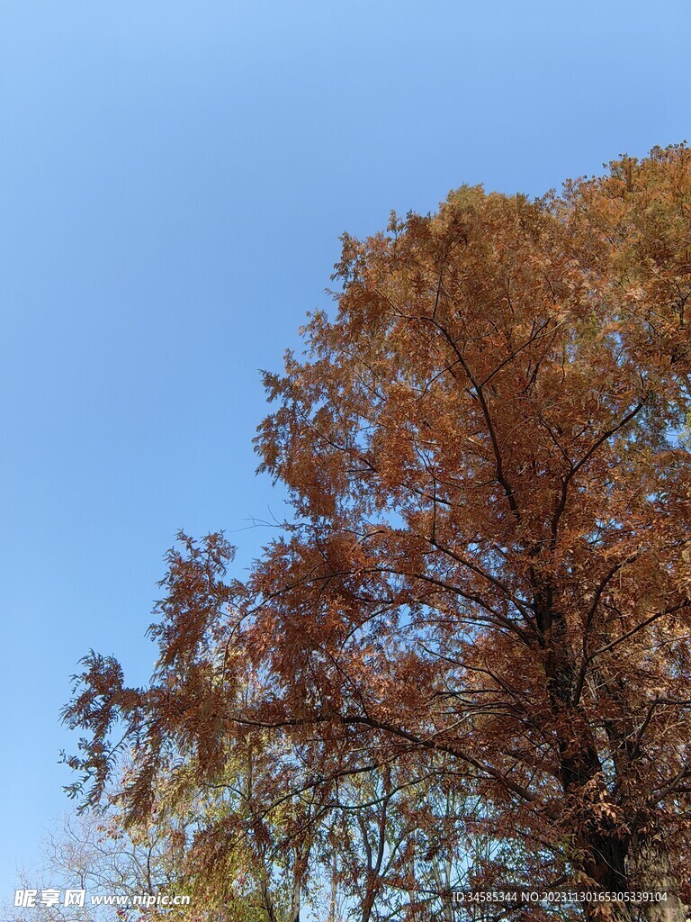 树  