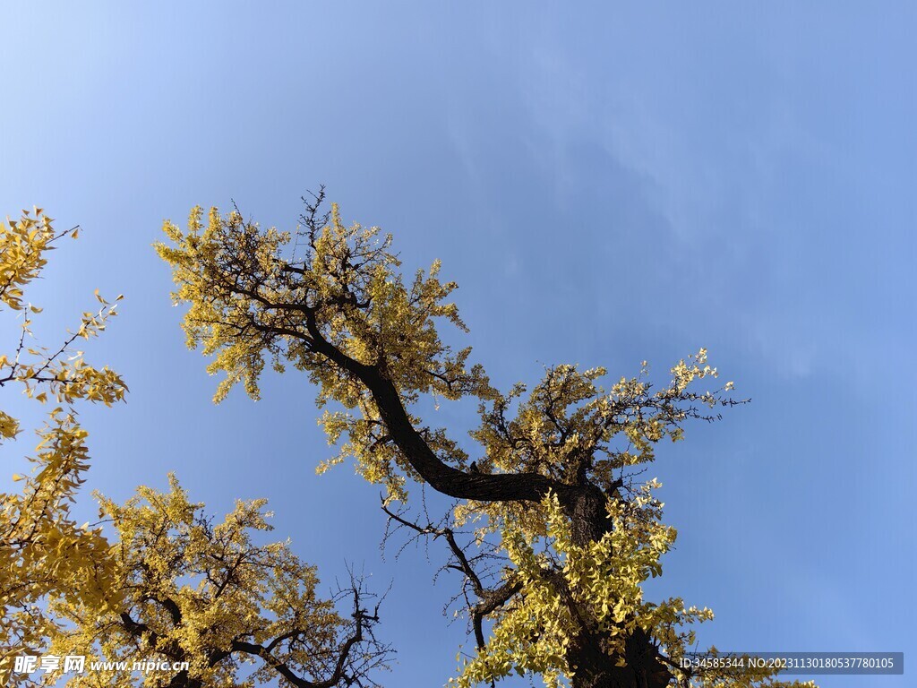 银杏