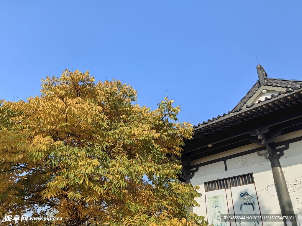 树  