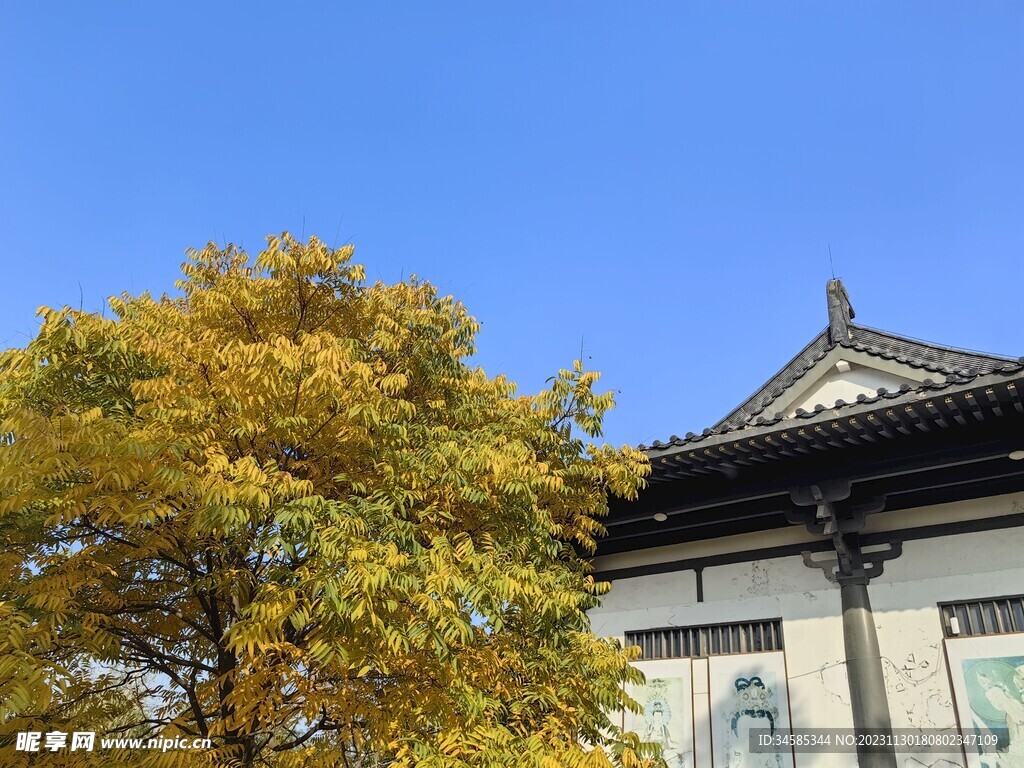树  